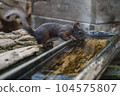 squirrel drinking water 104575807