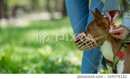 The owner puts a muzzle on the African dog breed Basenji for a walk. The owner puts a muzzle on the African dog breed Basenji for a walk. 104576182