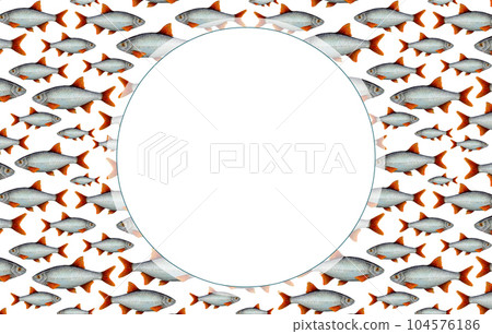Watercolor drawing frame from fish with red fins in different sizes on white background with round white window in the middle. Hand drawn for postcard, photoframe, wrapping, textile printing, sticker 104576186