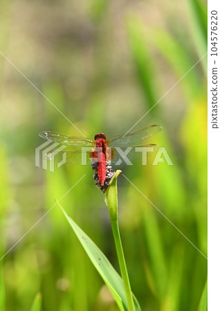 Aquatic plants and red dragonfly Aquatic plants and red dragonfly 104576220