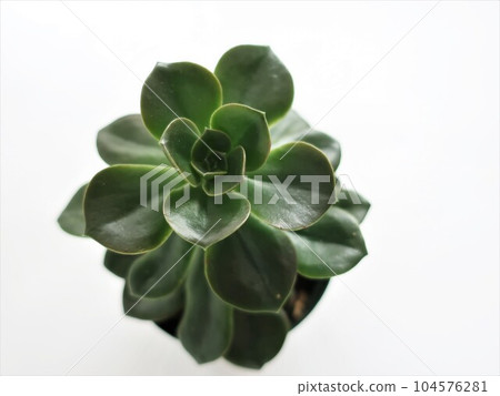 Succulent Plant Merako Succulent Plant Merako 104576281