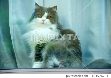 cat resting by the window 104576291
