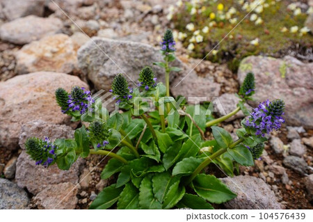 Endemic species of Daisetsuzan, Lagotis glauca Endemic species of Daisetsuzan, Lagotis glauca 104576439