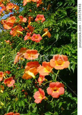 ``Chinese trumpet vine'' in full bloom 104576448