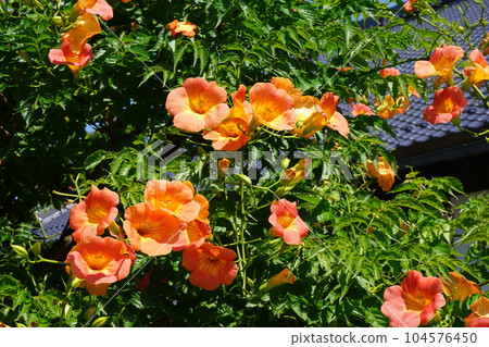 ``Chinese trumpet vine'' in full bloom 104576450
