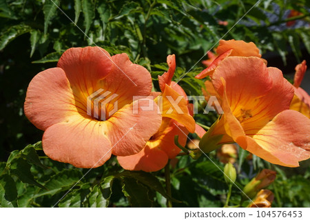 ``Chinese trumpet vine'' in full bloom 104576453