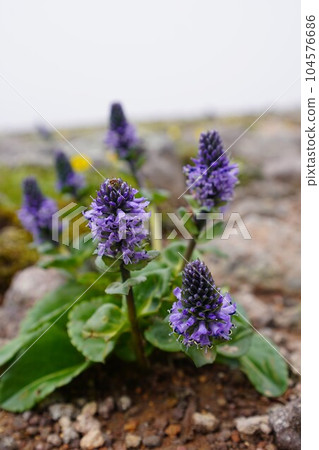 大雪山特有種 Lagotis glauca 大雪山特有種 Lagotis glauca 104576686