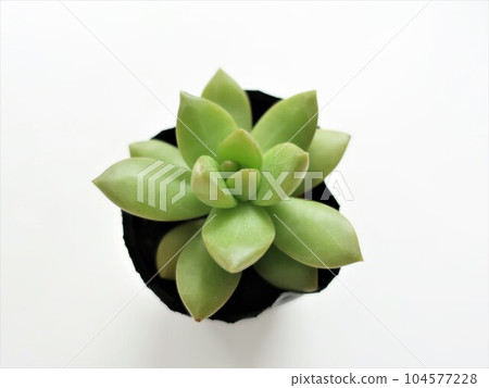 多肉植物奧雷 多肉植物奧雷 104577228