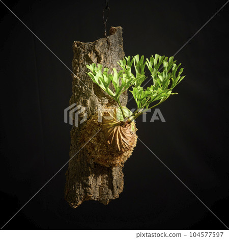 Bikakushida Ridley on a black background Bikakushida Ridley on a black background 104577597