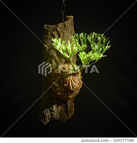 Bikakushida Ridley on a black background 104577598