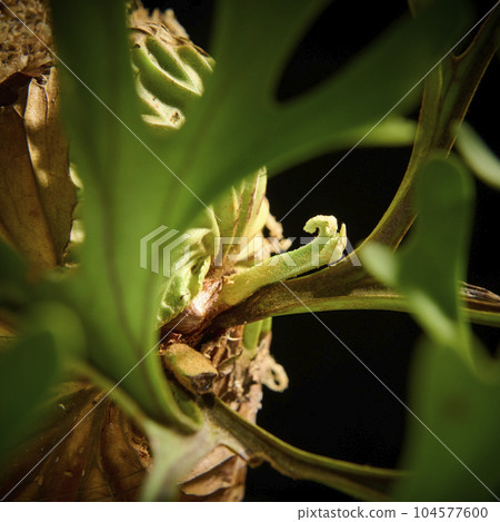 Bikakushida Ridley on a black background 104577600