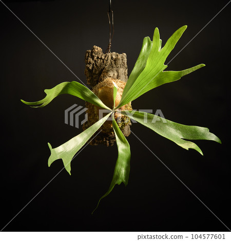 Bikakushida Archicorne against a black background Bikakushida Archicorne against a black background 104577601