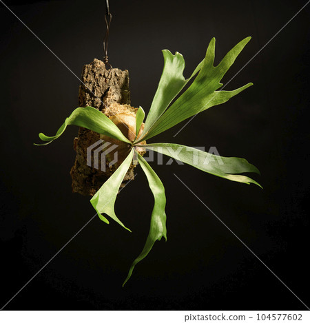 Bikakushida Archicorne against a black background Bikakushida Archicorne against a black background 104577602