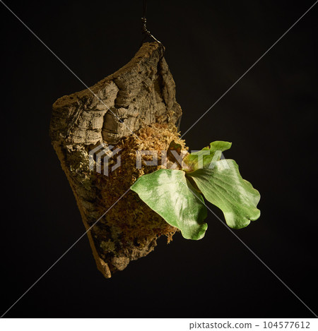 Bikakushida Elephantotis on a black background Bikakushida Elephantotis on a black background 104577612