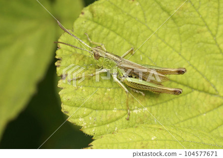Closeup on the common meadow grasshopper, Pseudochorthippus parallelus, sitting on a green leaf 104577671