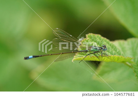 Closeup on a common bluetail damselfly, Ischnura elegans sitting on a green leaf Closeup on a common bluetail damselfly, Ischnura elegans sitting on a green leaf 104577681