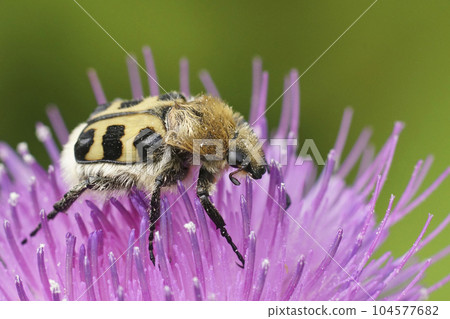 Closeup on the French Flower Chafer, Trichius gallicus feeding on a purple knapweed flower Closeup on the French Flower Chafer, Trichius gallicus feeding on a purple knapweed flower 104577682