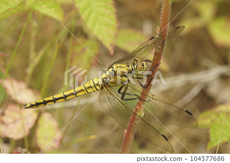 Closeup on a black tailed skimmer dragonfly, Orthetrum cancellatum hanging in the vegetation 104577686