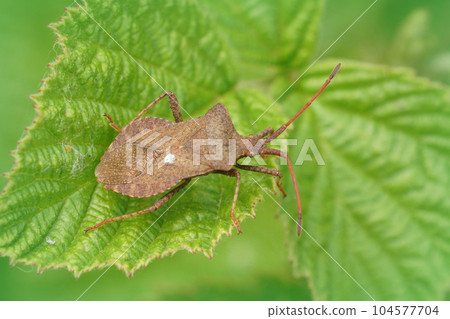 Closeup on the brown Dock bug, Coreus marginatus, sitting on a green leaf 104577704
