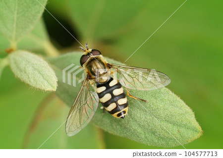 Closeup on the small Migrant hoverfly, Eupeodes corollae, sitting on a green leaf in the garden 104577713