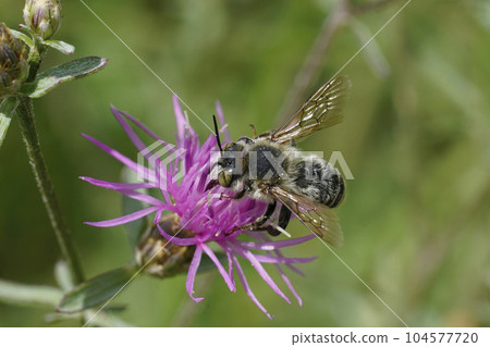Closeup shot of a male Mediterranean golden-tailed wood-boring bee, Lithurgus chrysurus collecting pollen on a purple Centaurea flower 104577720