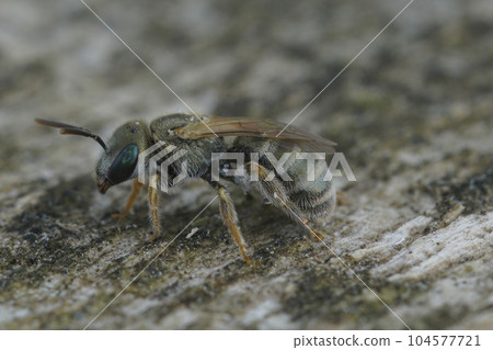 Closeup on a female of the the very small metallic green color furrow bee from the Halictus smaragdulus complex Closeup on a female of the the very small metallic green color furrow bee from the Halictus smaragdulus complex 104577721