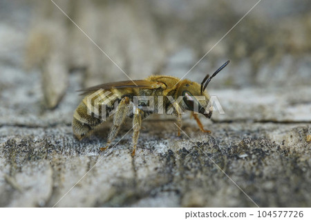 Closeup of a shiny metallic female golden furrow bee, Halictus subauratus sitting on wood Closeup of a shiny metallic female golden furrow bee, Halictus subauratus sitting on wood 104577726