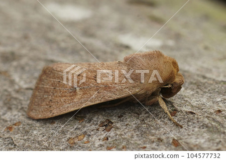 Closeup on the orange brown colored Clay owlet moth , Mythimna ferrago sitting on wood 104577732