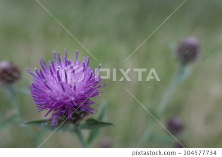 Closeup on the purple flower of a knapweed, Centaurea jacea in a meadow 104577734