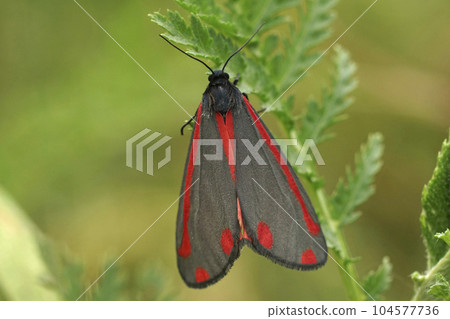 Colorful closeup on a red , metallic blue cinnabar moth, Tyria jacobaeae sitting on green Tansy leaf 104577736