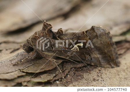 Closeup on the common Silver-Y owlet moth, Autographa gamma sitting on wood Closeup on the common Silver-Y owlet moth, Autographa gamma sitting on wood 104577740