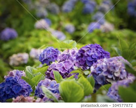Odaiba's hydrangeas are quietly blooming. Odaiba's hydrangeas are quietly blooming. 104577872