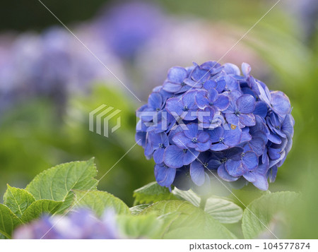 Odaiba's hydrangeas are quietly blooming. Odaiba's hydrangeas are quietly blooming. 104577874