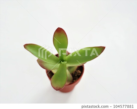多汁植物火節 104577881