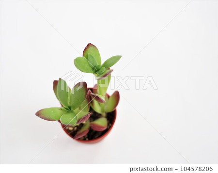 肉質植物天狗之舞 肉質植物天狗之舞 104578206