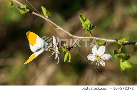 Butterfly with orange spots on its wings perched on a white fruit tree flower 104578378