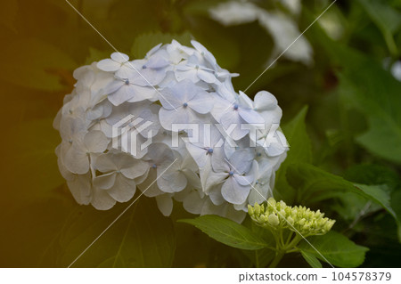 Hydrangea close-up Hydrangea close-up 104578379