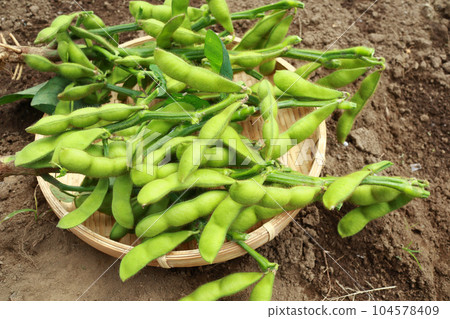 Freshly picked edamame in the field 104578409