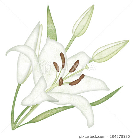illustration of lily flower illustration of lily flower 104578520