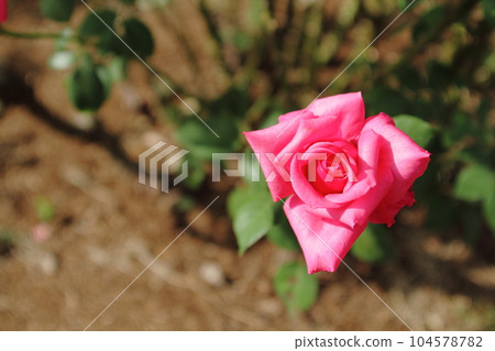 Arao City Ominous Citizen Flower Bed Rose Flower, 104578782