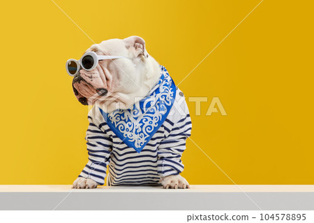 Purebred, stylish dog, purebred english bulldog wearing striped shirt and sunglasses against yellow studio background. Summer vacation and joy Purebred, stylish dog, purebred english bulldog wearing striped shirt and sunglasses against yellow studio background. Summer vacation and joy 104578895
