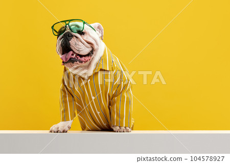 Stylish, positive, purebred dog, english bulldog wearing stylish bright shirt and sunglasses against yellow studio background. Enjoyment 104578927