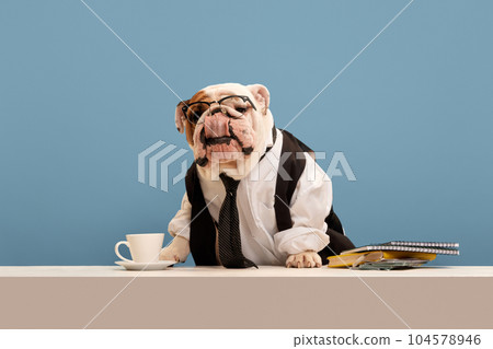 Beautiful purebred dog, English bulldog in formal wear, shirt and tie sitting at table against blue studio background. Office lifestyle 104578946