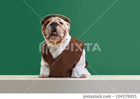 Beautiful, funny, stylish purebred dog, english bulldog wearing classical vest, shirt and cap against green studio background 104578955