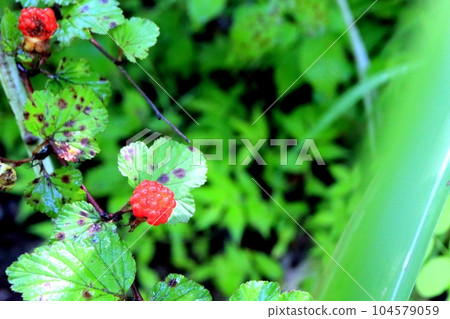 我發現了一個可愛的野草莓 104579059