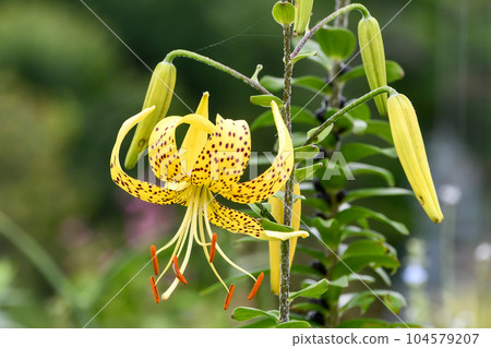 Ogonioni lily Ogonioni lily 104579207