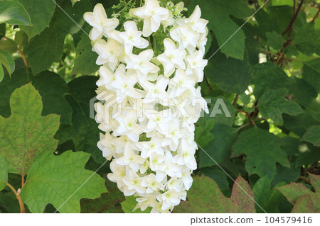 Yaekashaba Hydrangea Flower 104579416