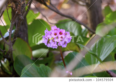 Himalaya Yukinoshita Himalaya Yukinoshita 104579504