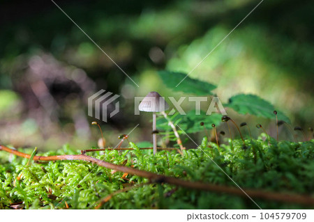 北八岳苔蘚森林中生長的蘑菇 104579709