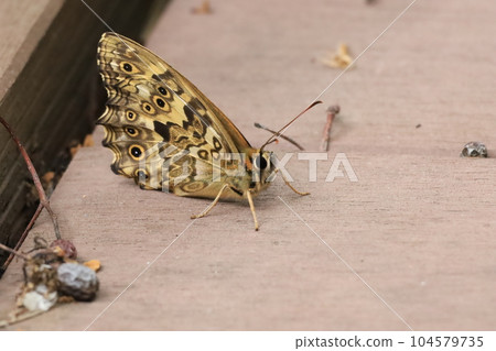 Yama Kimadara Hikage 104579735